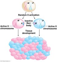 Diagram of random X-chromosome inactivation and mosaic tissue development
