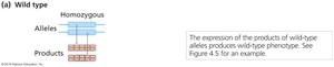 Wild-type allele produces normal gene product