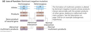 Dominant negative mutation disrupts multimeric protein function
