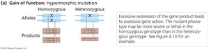 Hypermorphic mutation produces excessive gene product