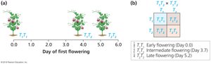 Incomplete dominance in flowering time of pea plants