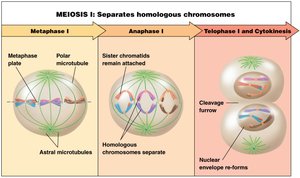 Metaphase I, Anaphase I, Telophase I and Cytokinesis