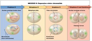 Stages of Meiosis II