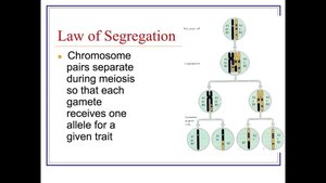 Law of segregation diagram