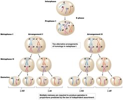 Meiosis and the law of independent assortment