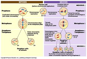 Comparison of mitosis and meiosis