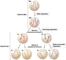Overview of meiosis