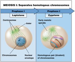 Stages of Meiosis I: Leptotene and Zygotene