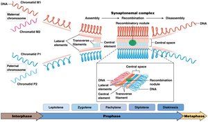 Synaptonemal complex structure