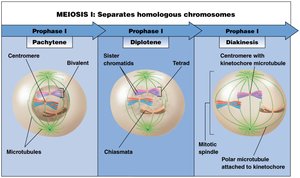 Stages of Meiosis I: Pachytene, Diplotene, Diakinesis