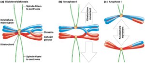 Homolog separation in Meiosis I