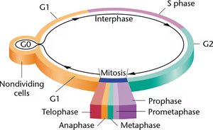 Diagram of the eukaryotic cell cycle