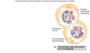 Telophase and cytokinesis of mitosis