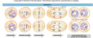 Stages of Meiosis II