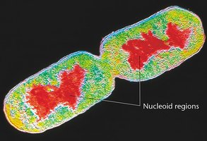 Dividing prokaryotic cell with nucleoid regions