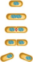 Stages of binary fission in bacteria