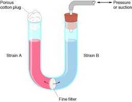 Linear transfer of chromosomal genes from Hfr to F- cell