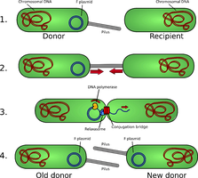 F factor transfer mechanism in conjugation