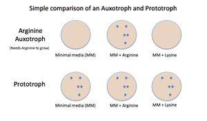 Comparison of auxotroph and prototroph growth on media