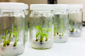 Plantlets in jars for tissue culture