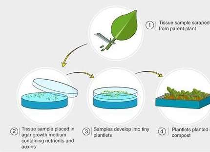 Diagram of tissue culture steps