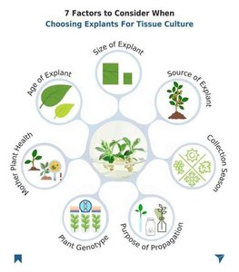 Factors to consider when choosing explants for tissue culture