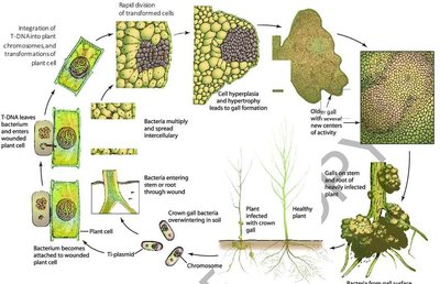 Disease cycle of crown gall disease by Agrobacterium tumefaciens