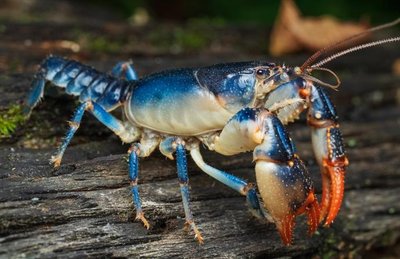 Colorful crayfish as an example of random mutation