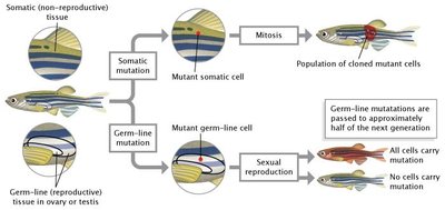 Diagram showing inheritance of somatic vs germline mutations