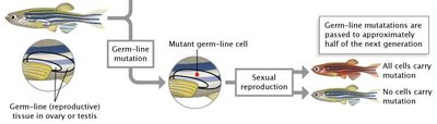 Germline mutation inheritance diagram