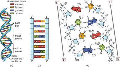 DNA structure diagram
