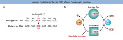 Ras G12V mutation and its effect on protein function