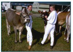 Cows and humans, illustrating lactose tolerance evolution