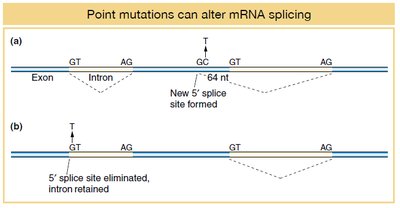 BAP1 synonymous mutation and exon skipping