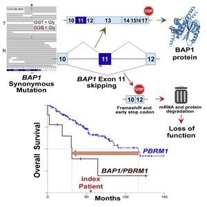 Wild-type gene expression on Northern and Western blots