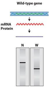 Effects of different mutations on RNA and protein blots