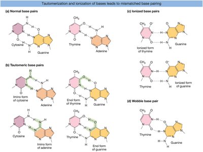 Tautomerization and base mispairing