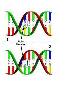 Point mutation in DNA