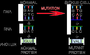 Sickle cell mutation as an example of missense mutation