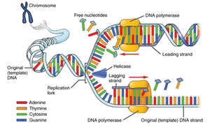 Diagram of DNA replication fork showing leading and lagging strand synthesis, DNA polymerase, helicase, and free nucleotides.