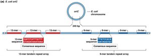 Diagram of E. coli oriC showing 13-mer and 9-mer consensus sequences.