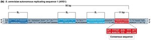 Diagram of yeast ARS showing consensus sequences.