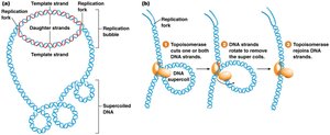 Diagram showing DNA supercoiling and the action of topoisomerase.
