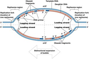 Diagram of a replication bubble showing leading and lagging strand synthesis, Okazaki fragments, and RNA primers.