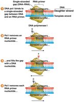 Diagram showing removal of RNA primers and ligation of Okazaki fragments by DNA polymerase I and DNA ligase.