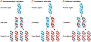 Comparison of semiconservative, conservative, and dispersive DNA replication models.