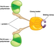 Diagram of DNA polymerase III holoenzyme, showing core polymerases, tau protein, clamp loader, and sliding clamp.