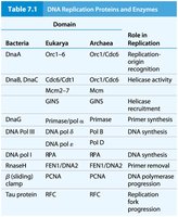 Table of DNA replication proteins and enzymes in bacteria, eukarya, and archaea.