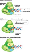 Diagram showing DNA polymerase proofreading activity.
