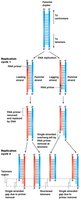 Diagram showing loss of DNA at telomeres during replication.